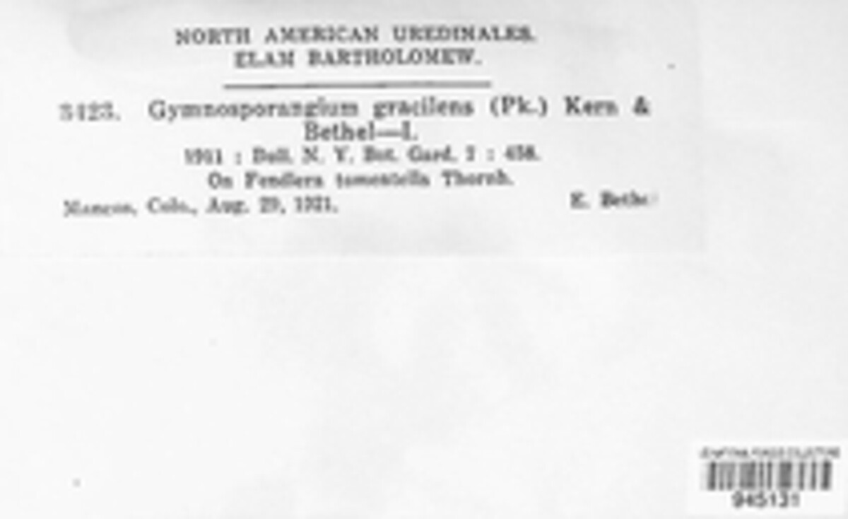 Gymnosporangium gracilens image